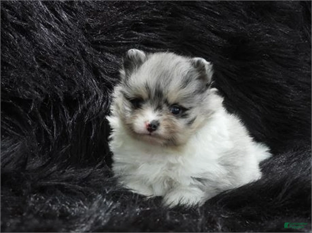 Pomeranian dogs for sale: Pomeranian Puppy 2 - Ad 2