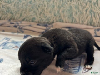 Mixed Breed dogs - Ad 4