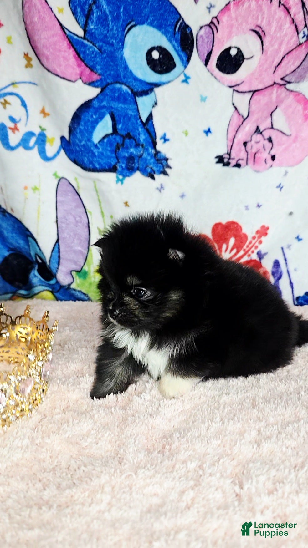Pomeranian dogs Tamera  - Ad 16