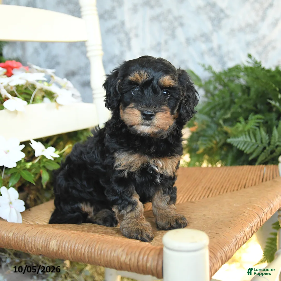 Havapoo dogs for sale: Emerald - Ad 2