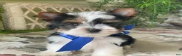 Biewer Terrier dogs for sale: Whisper - Ad 5