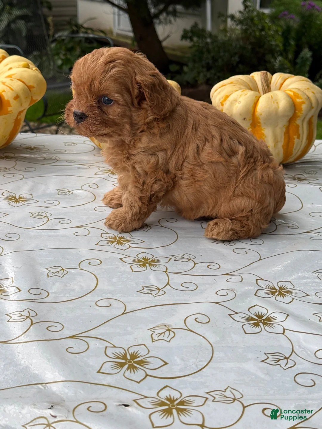 Cavapoo dogs for sale: Corey - Ad 2