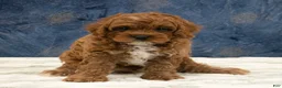Cavapoo dogs for sale: Oscar - Ad 3
