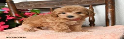 Maltipoo dogs for sale: Savannah - Ad 5