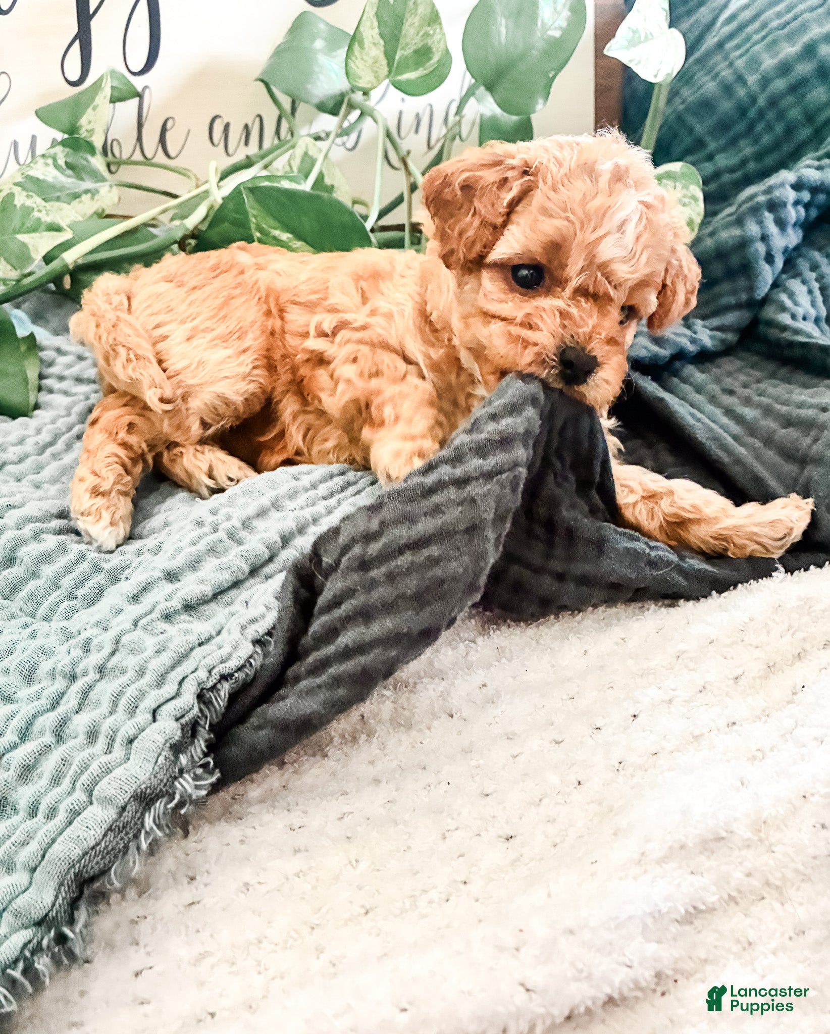Cavapoo dogs Poppy - Ad 1