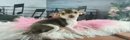 Chihuahua dogs for sale: Teacup chocolate female Chihuahua. Hand delivery  - Ad 3
