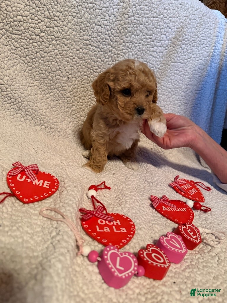 Bichpoo dogs Buttercup - Ad 33