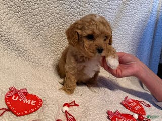 Bichpoo dogs Buttercup - Ad 2