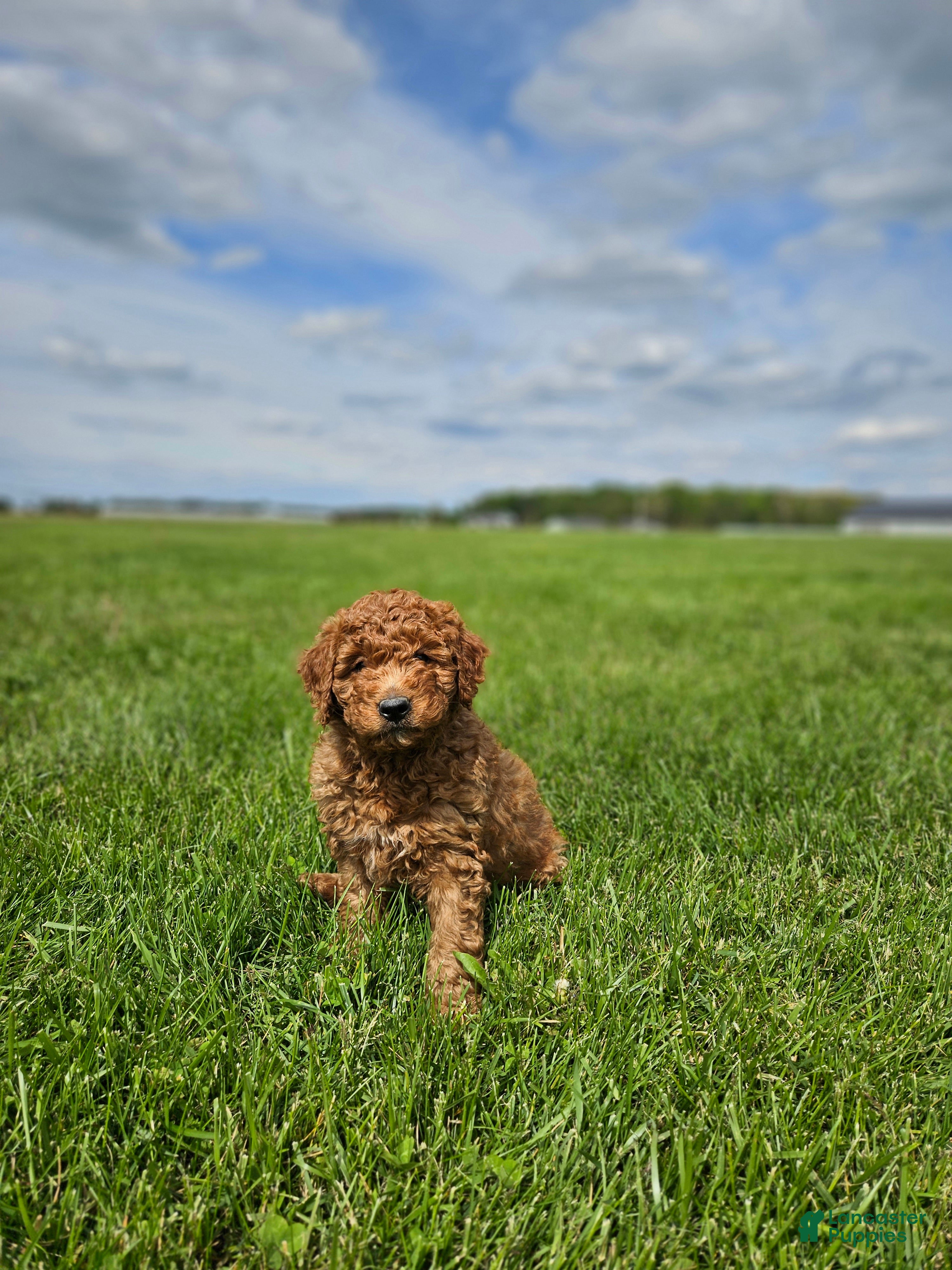 Mini Goldendoodle dogs for sale: Brady - Ad 2