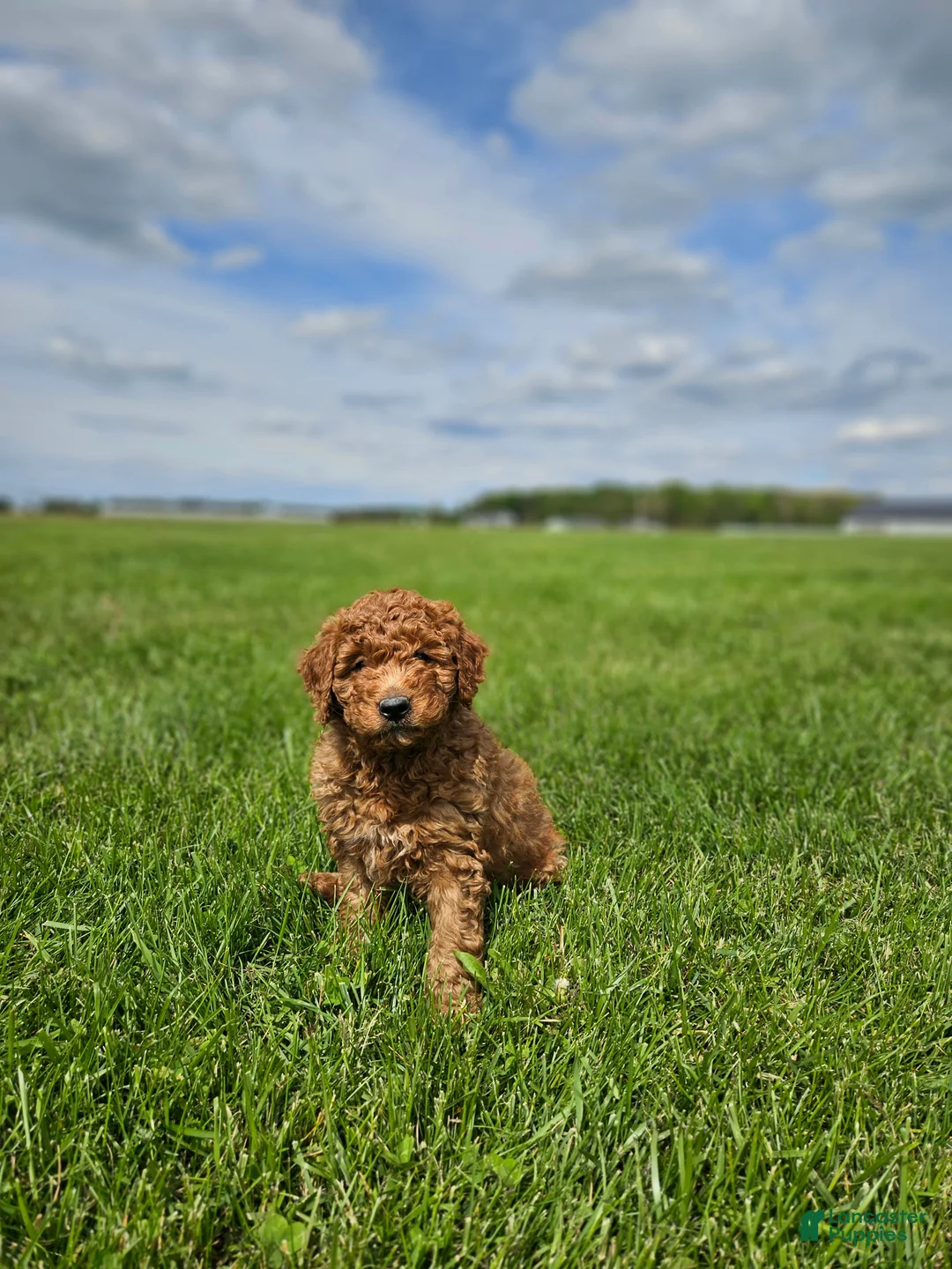 Mini Goldendoodle dogs for sale: Brady - Ad 1