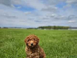 Mini Goldendoodle dogs for sale: Brady - Ad 2