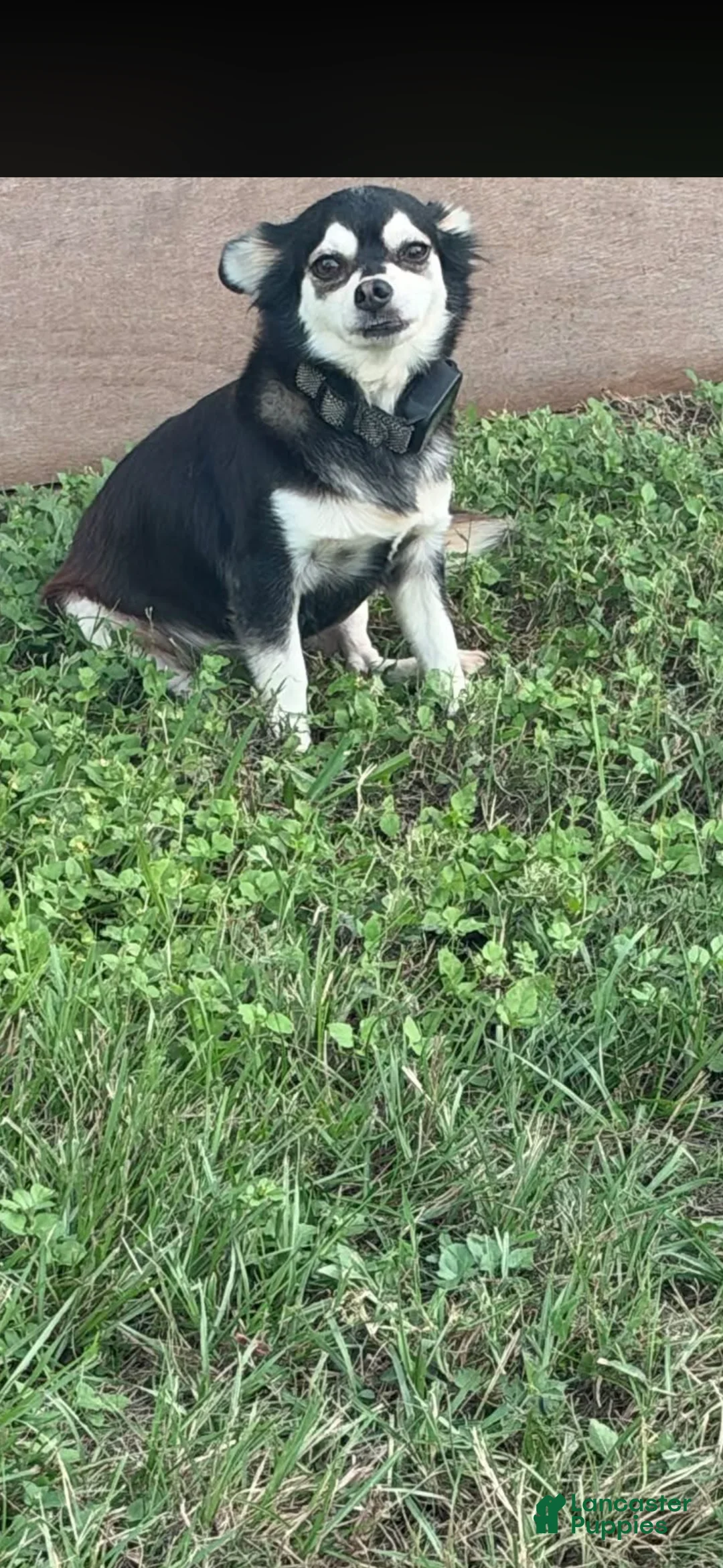 Chihuahua dogs for sale: Urgent read  1 - Ad 1