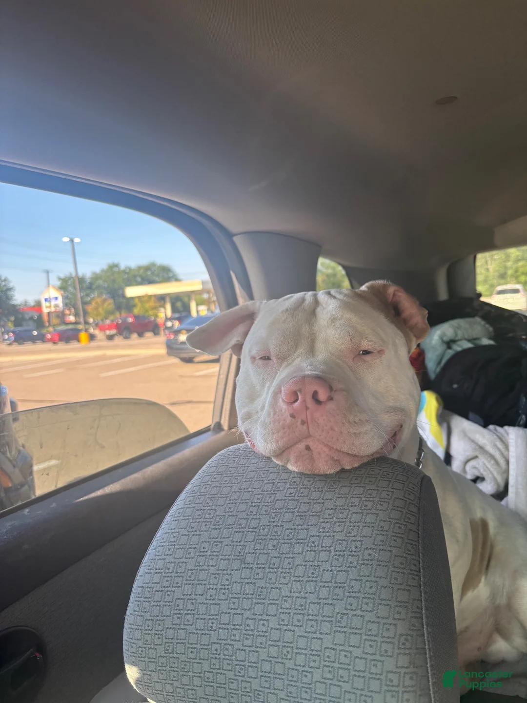 American Pit Bull Terrier dogs for sale: Bull Terrier 1 - Ad 3