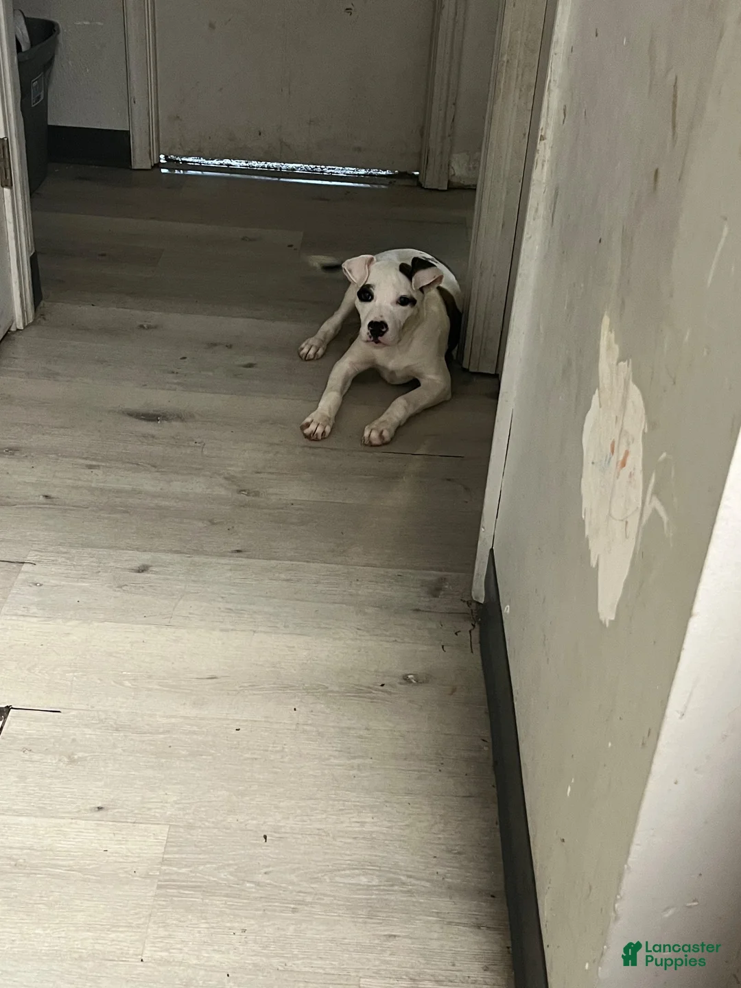 American Pit Bull Terrier dogs for sale: American Pit Bull Terrier 7 - Ad 2