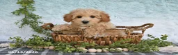 Bichpoo dogs for sale: Hazel - Ad 5