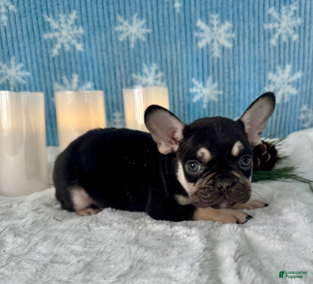 French Bulldog dogs for sale: Cole - Ad 6