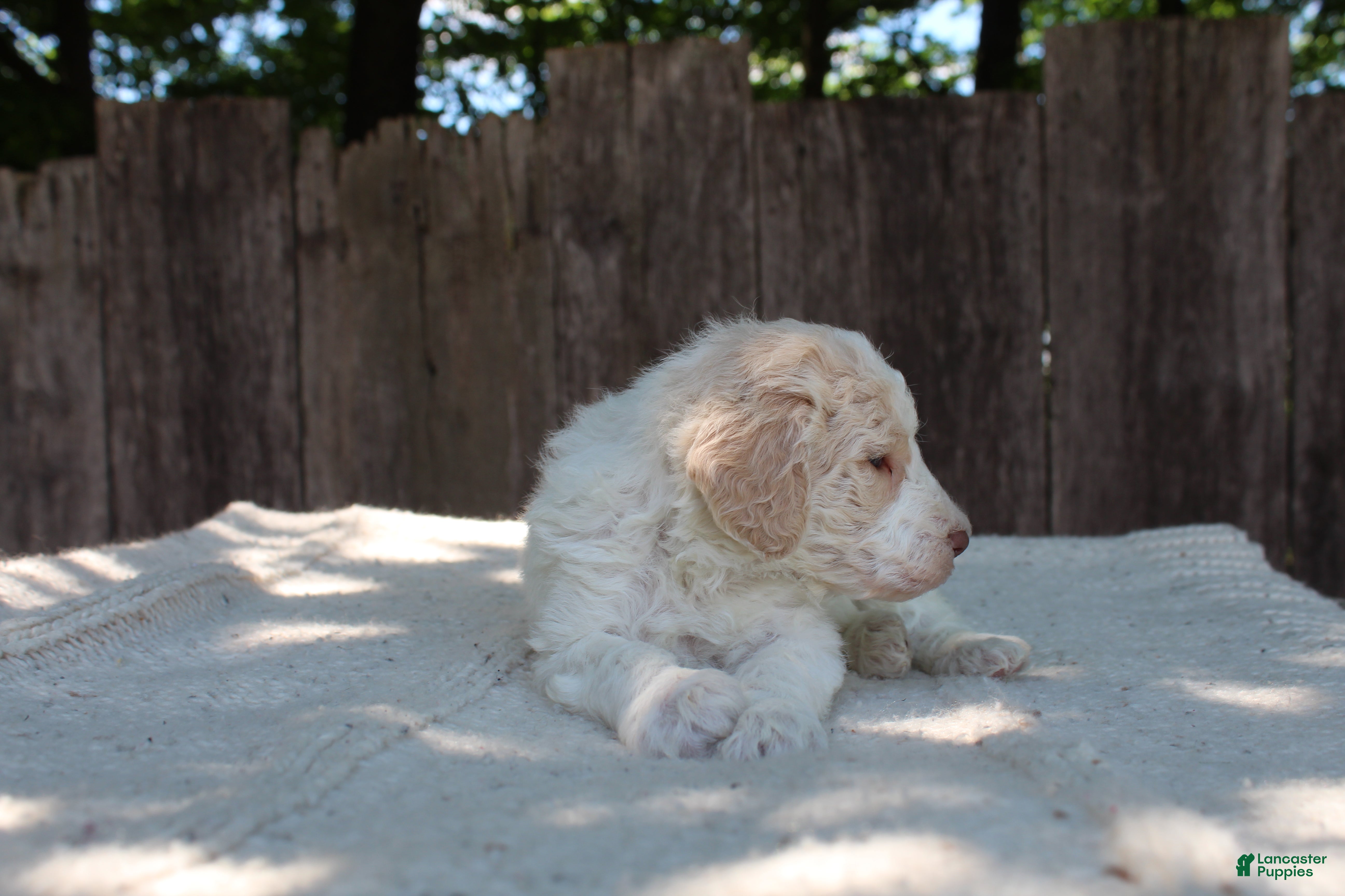 Standard Poodle dogs for sale: Pebble AKC Standard Poodle - Ad 6