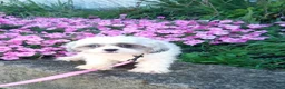 Malshi dogs for sale: Jewel - Ad 7
