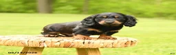Dachshund dogs for sale: Augustus - Ad 1