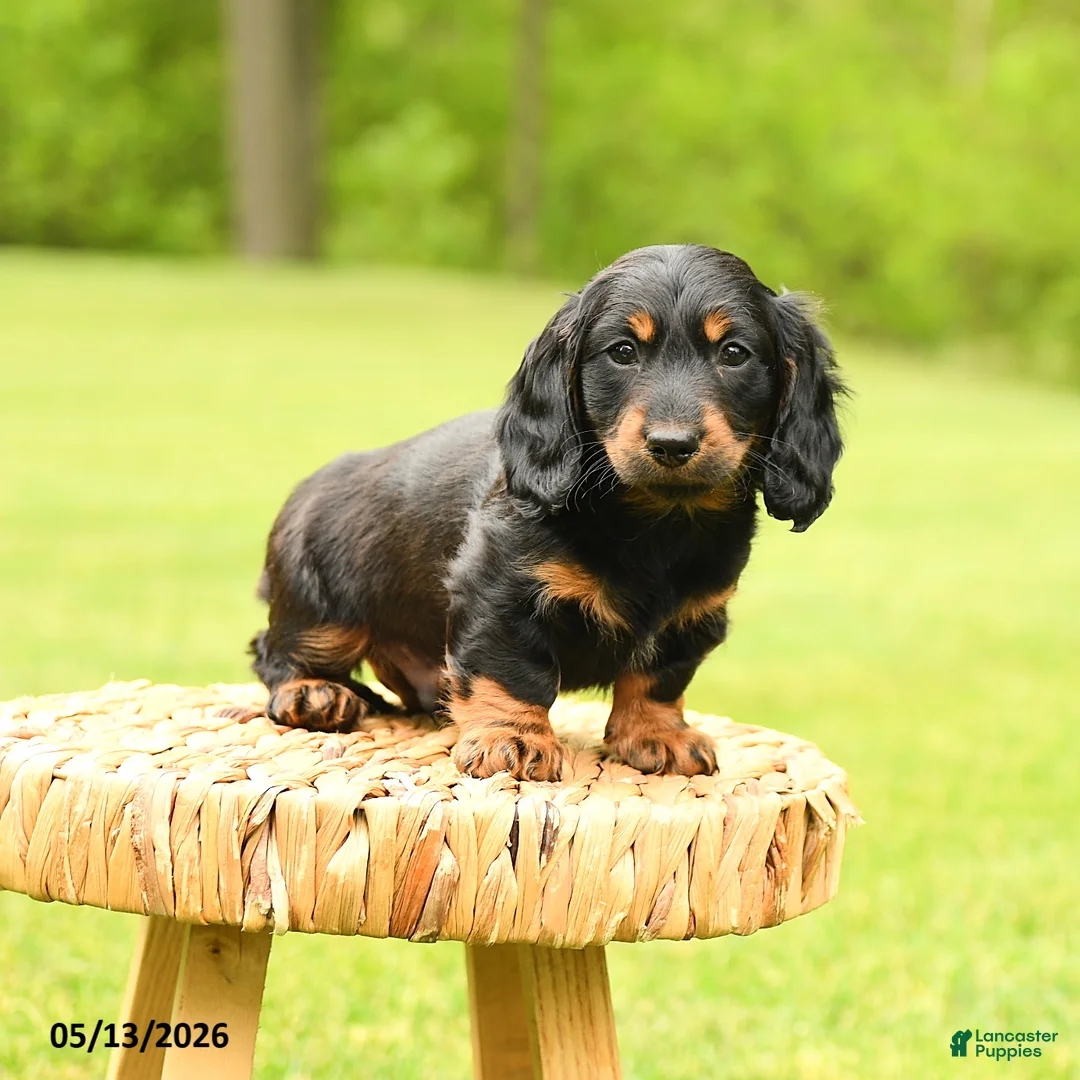 Dachshund dogs for sale: Augustus - Ad 1