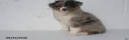 Australian Shepherd dogs for sale: Buttercup - Ad 3