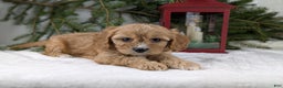 Cavapoo dogs for sale: Winston  - Ad 4