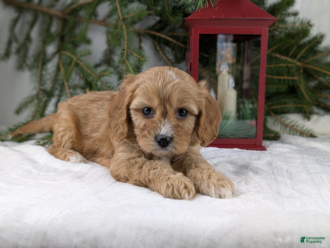 Cavapoo dogs for sale: Winston  - Ad 4
