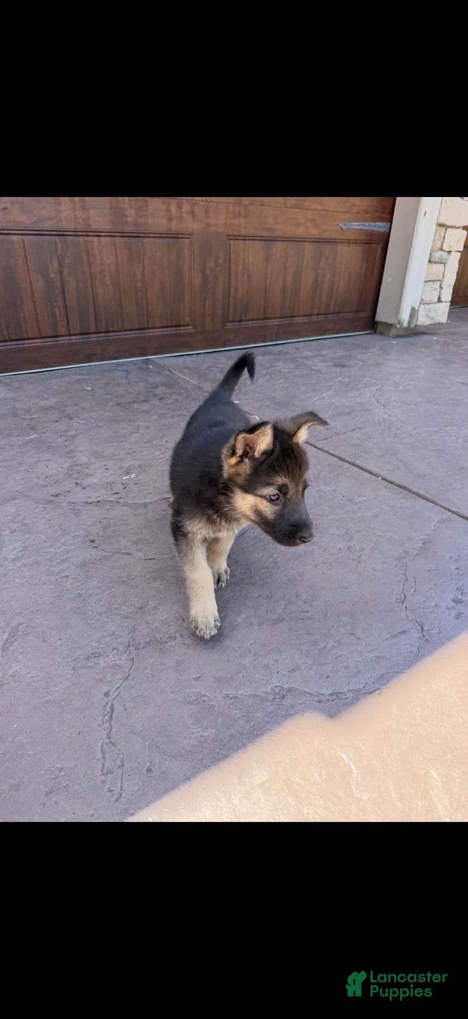 German Shepherd dogs German Shepherd 3 - Ad 1