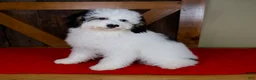 Mini Bernedoodle dogs for sale: Molly - Micro Mini Teddy Bear - Ad 5