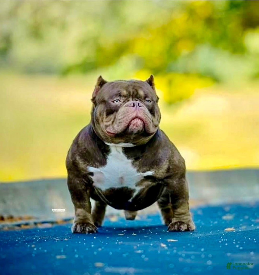 American Bully dogs for sale: American Bully Puppy 1 - Ad 3