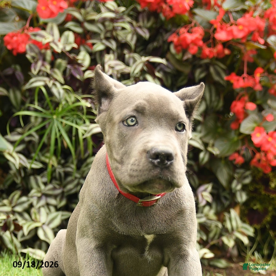 Cane Corso dogs Lily  - Ad 2