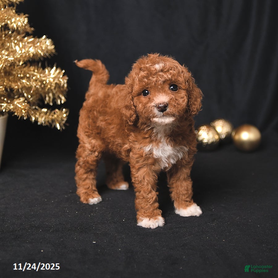 Toy Poodle dogs Candy - Ad 15