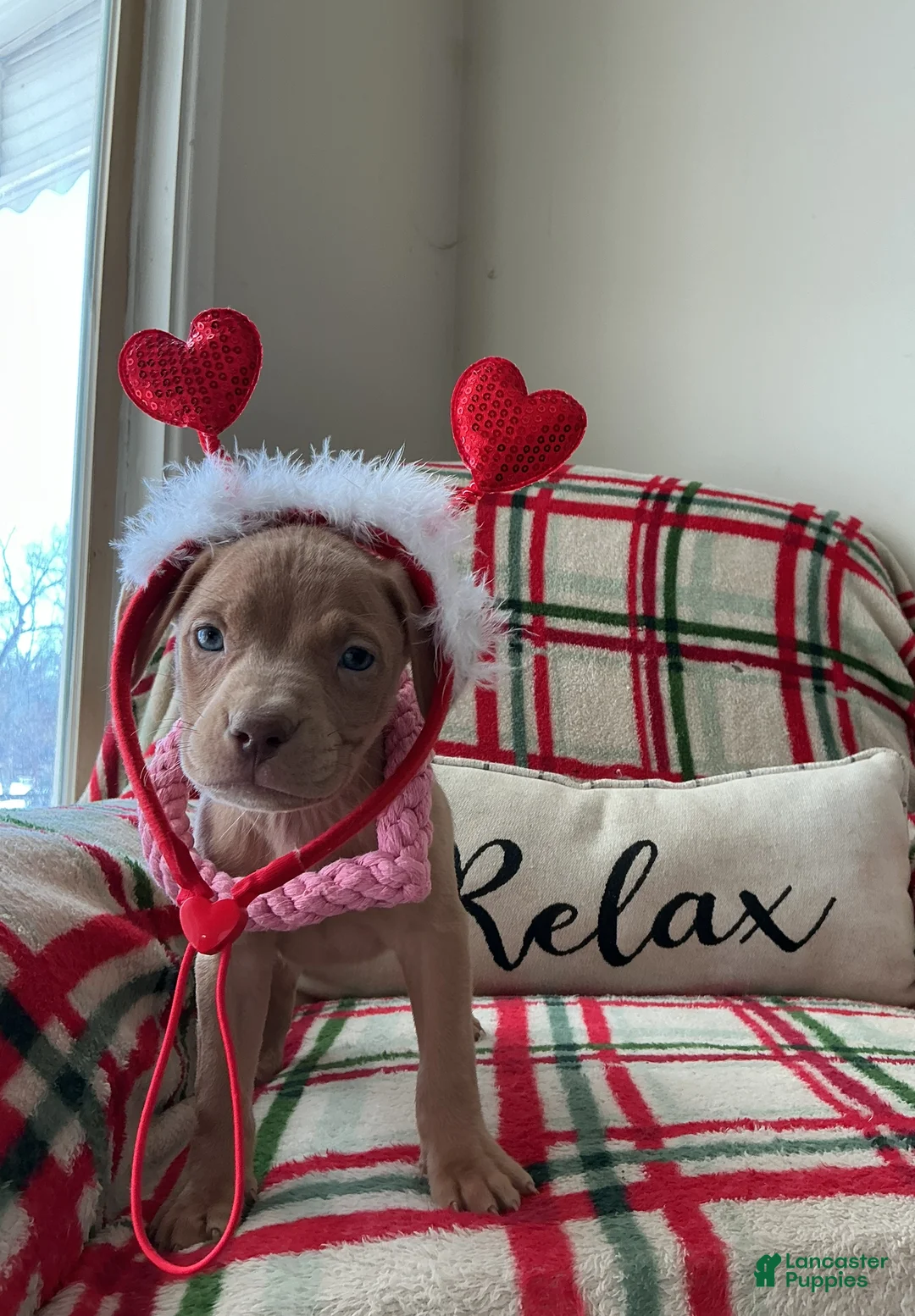 American Bully dogs for sale: Lucy - Ad 1