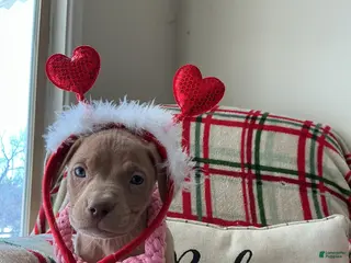 American Bully dogs Lucy - Ad 2