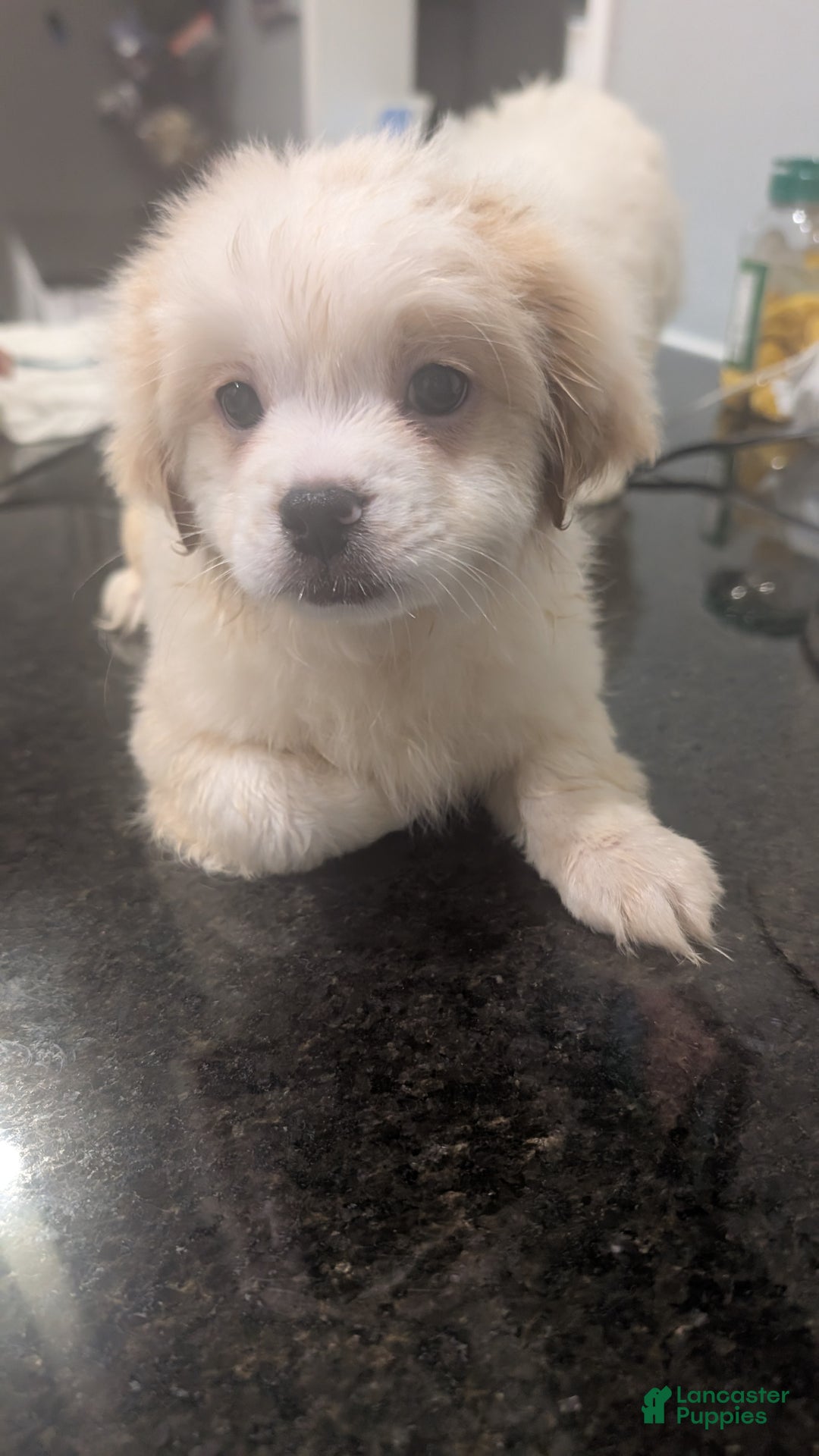 Pomapoo dogs for sale: Pomapoo Puppy 2 - Ad 6