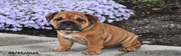 English Bulldog dogs for sale: Darcy - Ad 3