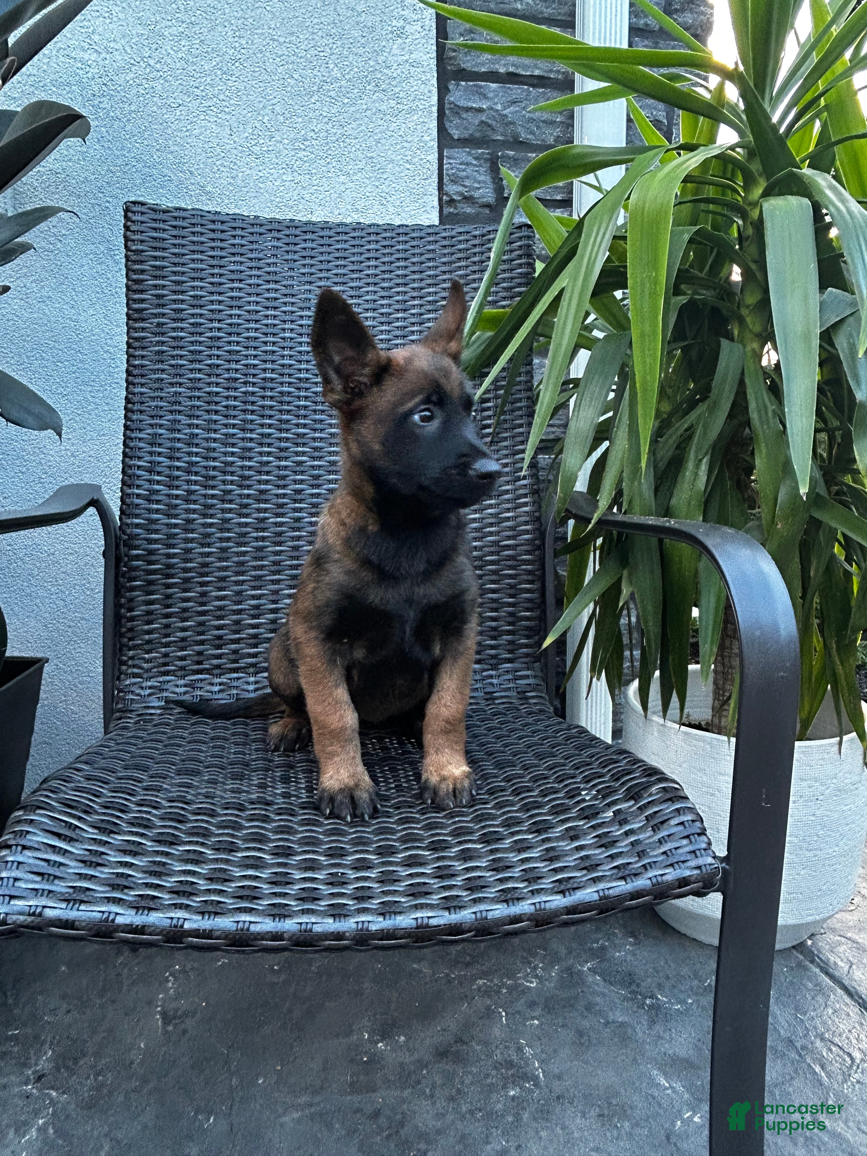 Belgian Malinois dogs Connie - Ad 1