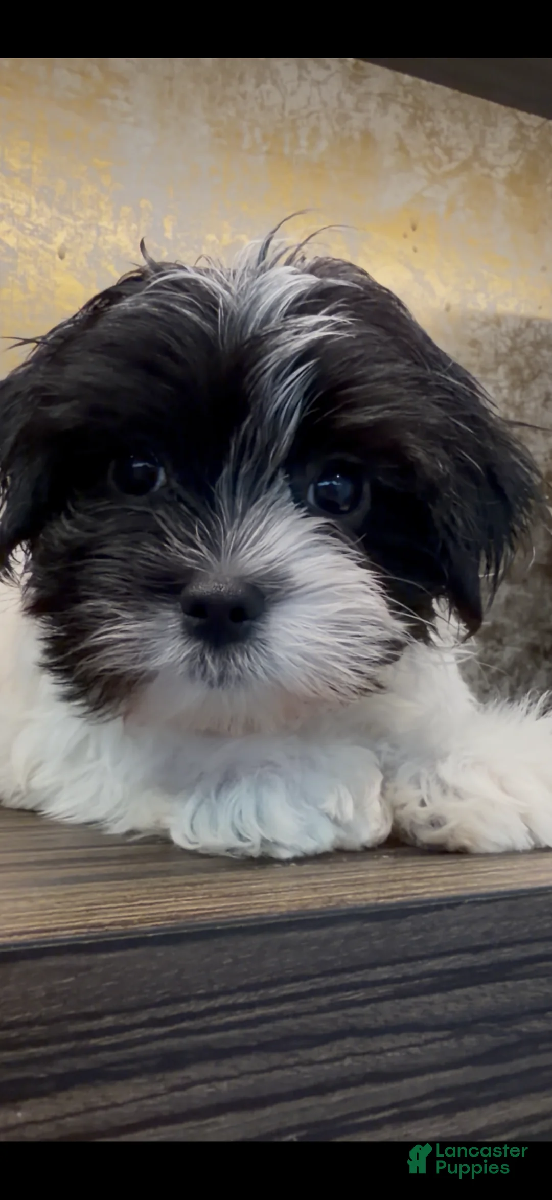 Morkie dogs for sale: Bean - Ad 6
