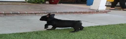 French Bulldog dogs for sale: French Bulldog Puppy 1 - Ad 3