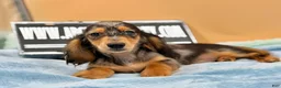 Miniature Dachshund dogs for sale: AKC GCH Frapp Russian blue eye - Ad 6