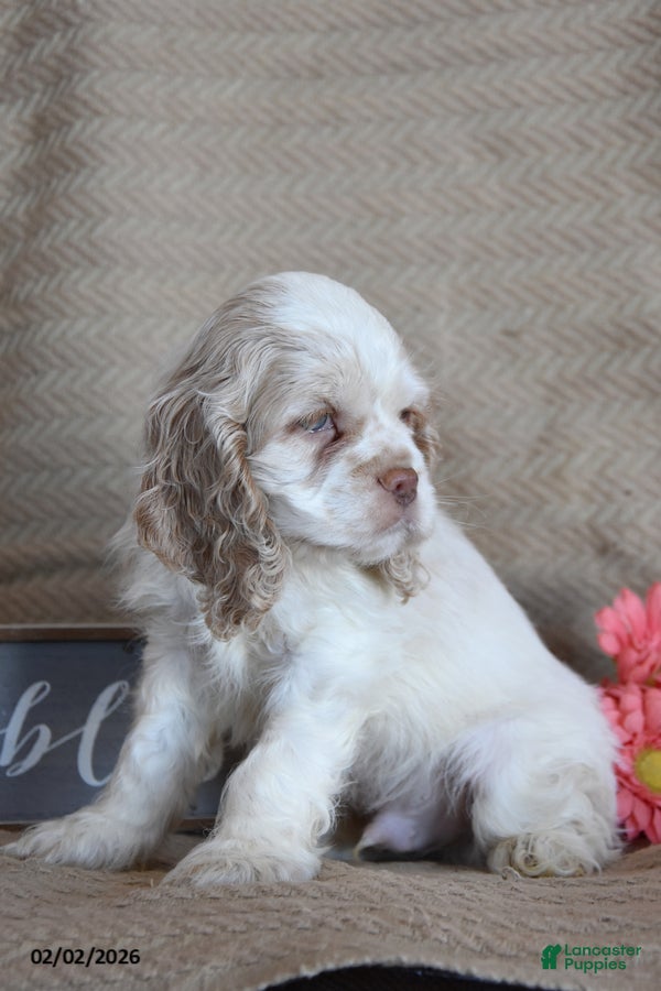 English Cocker Spaniel dogs Lyle - Ad 2