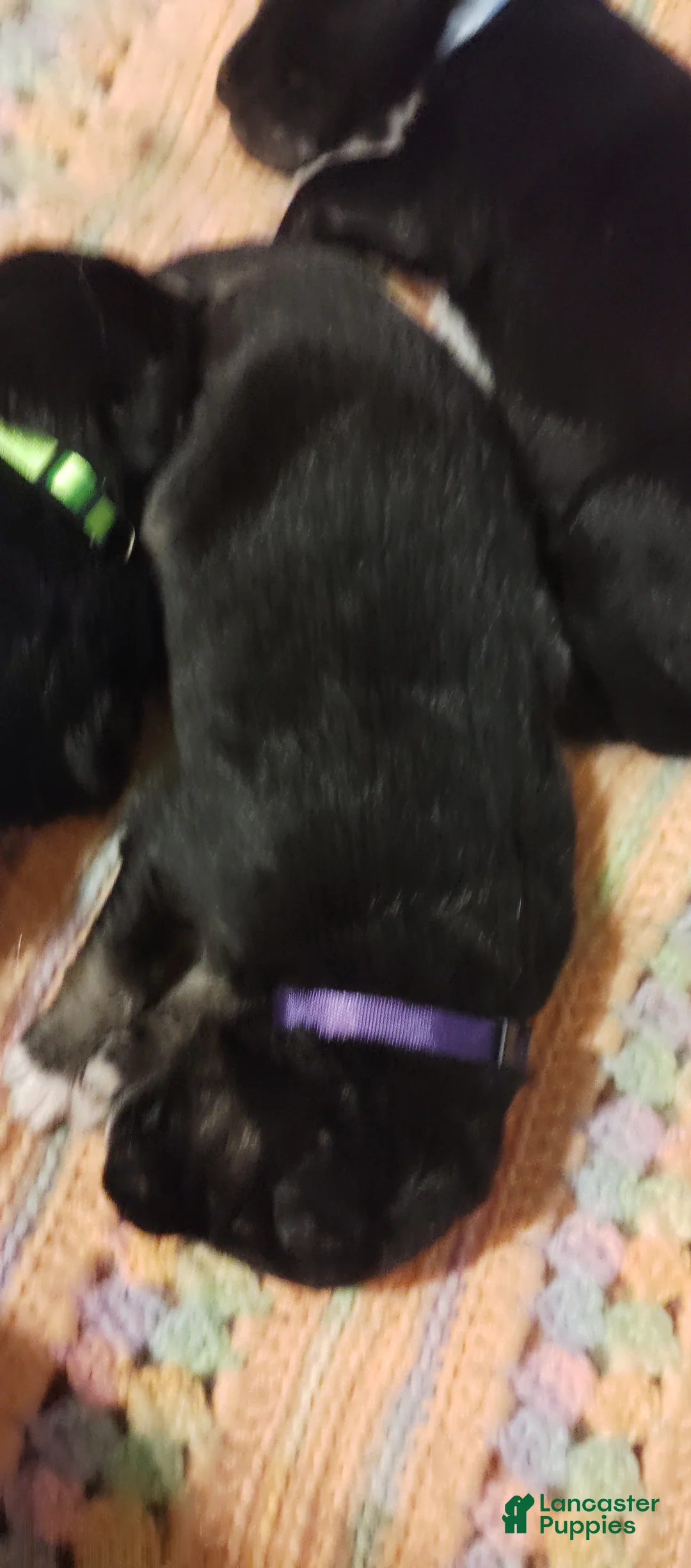 Mixed Breed dogs for sale: Mixed Breed 7 - Ad 1