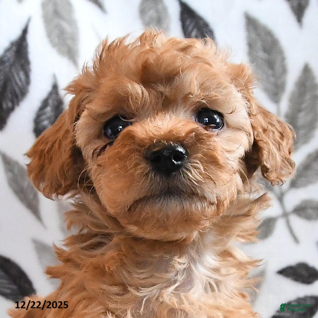 Havapoo dogs for sale: Daisy - Ad 2