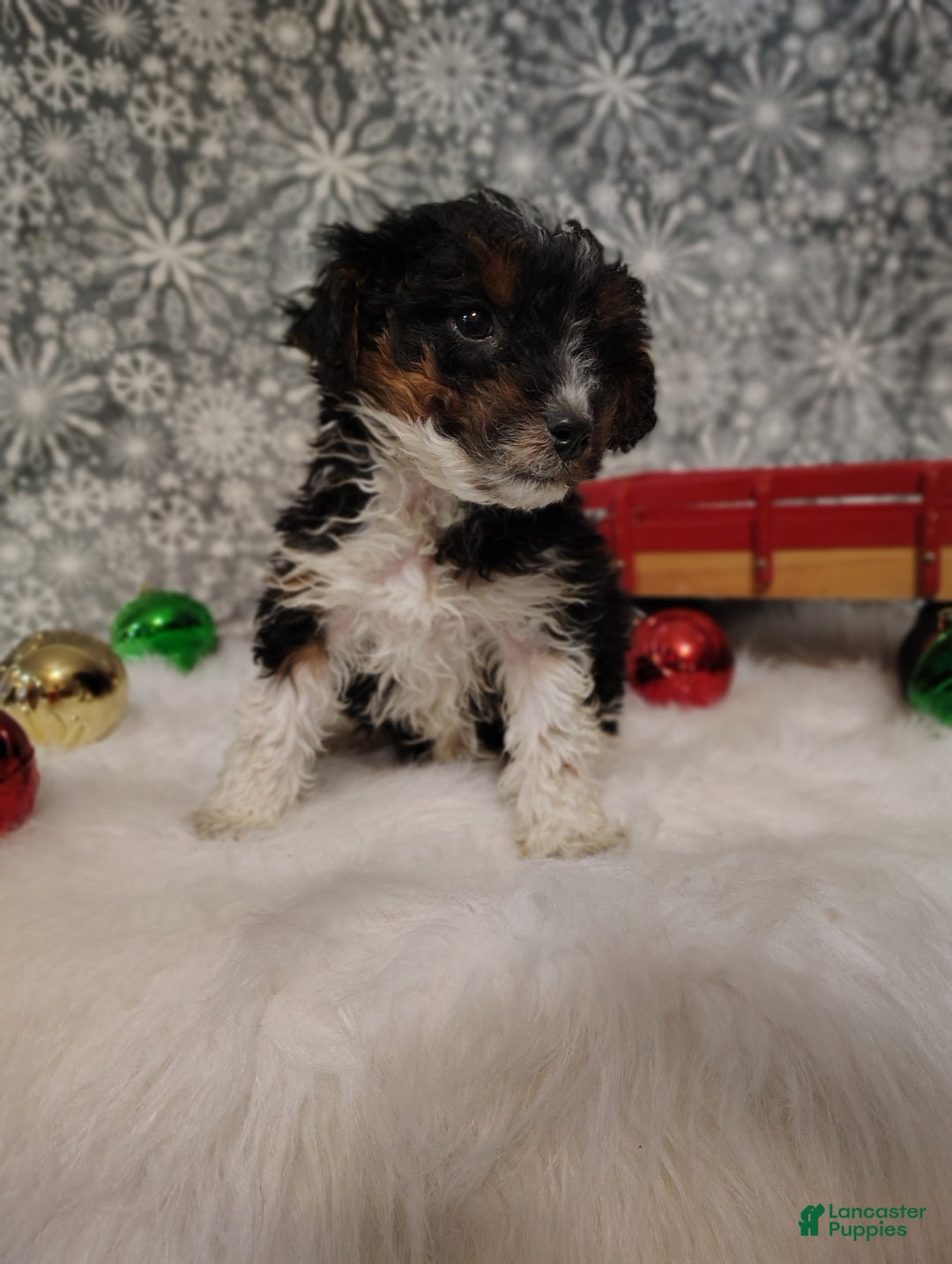 Mini Bernedoodle dogs for sale: Tiny Tim - Ad 5
