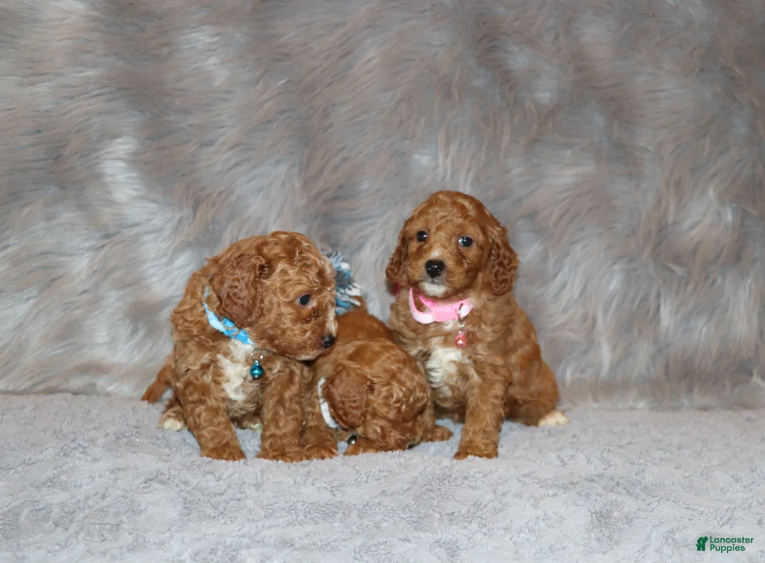 Mini Goldendoodle dogs for sale: Tilly 🌷 Micro Miniature - Ad 4