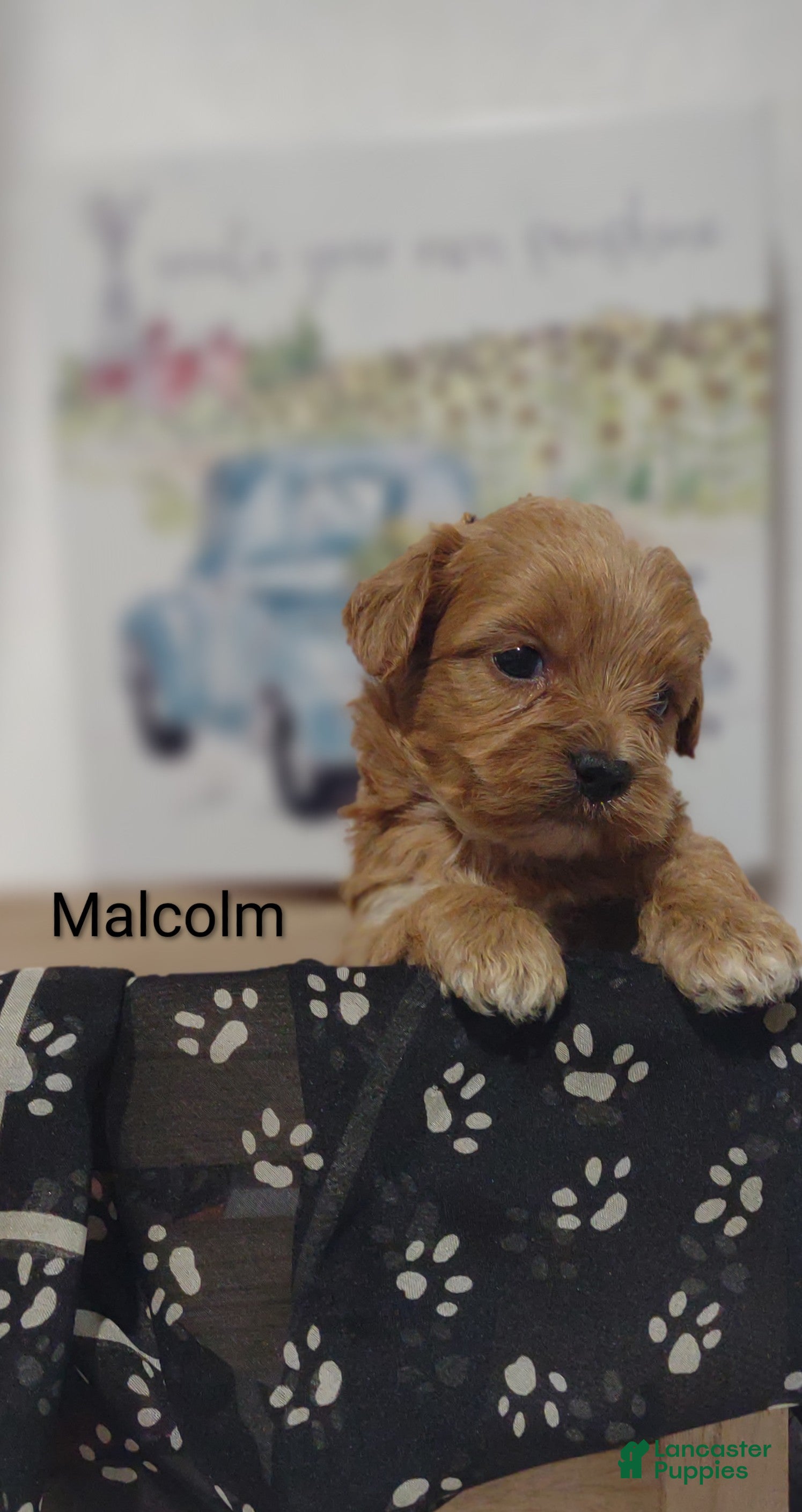Shihpoo dogs Shihpoo Puppy 5 Malcolm  - Ad 1