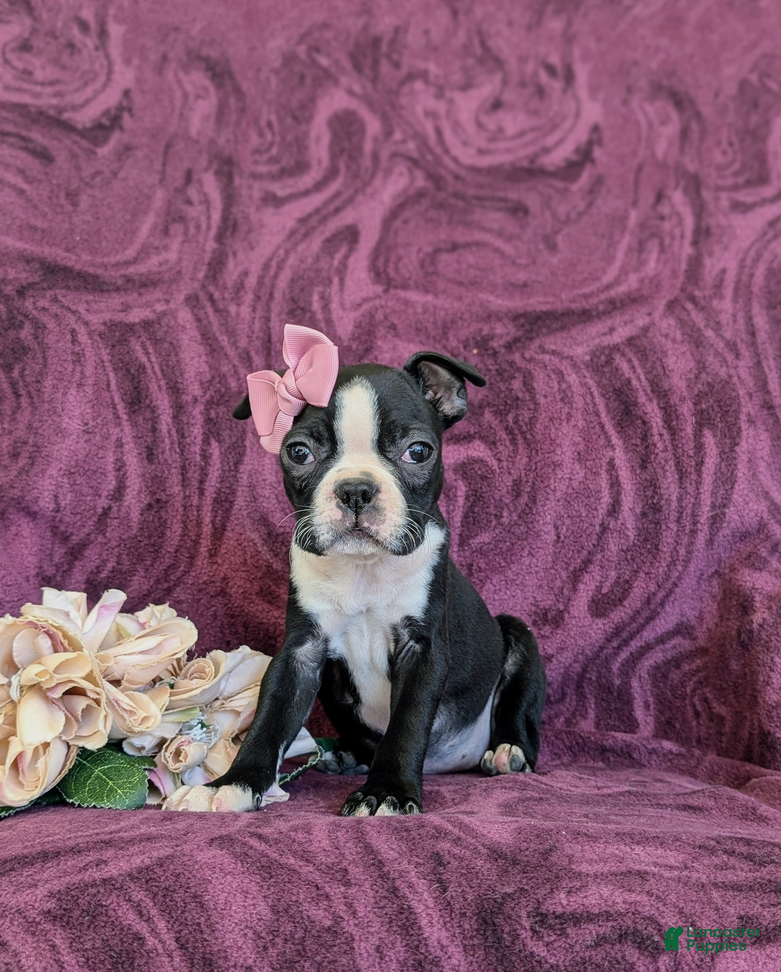 Boston Terrier dogs Samantha - Ad 1
