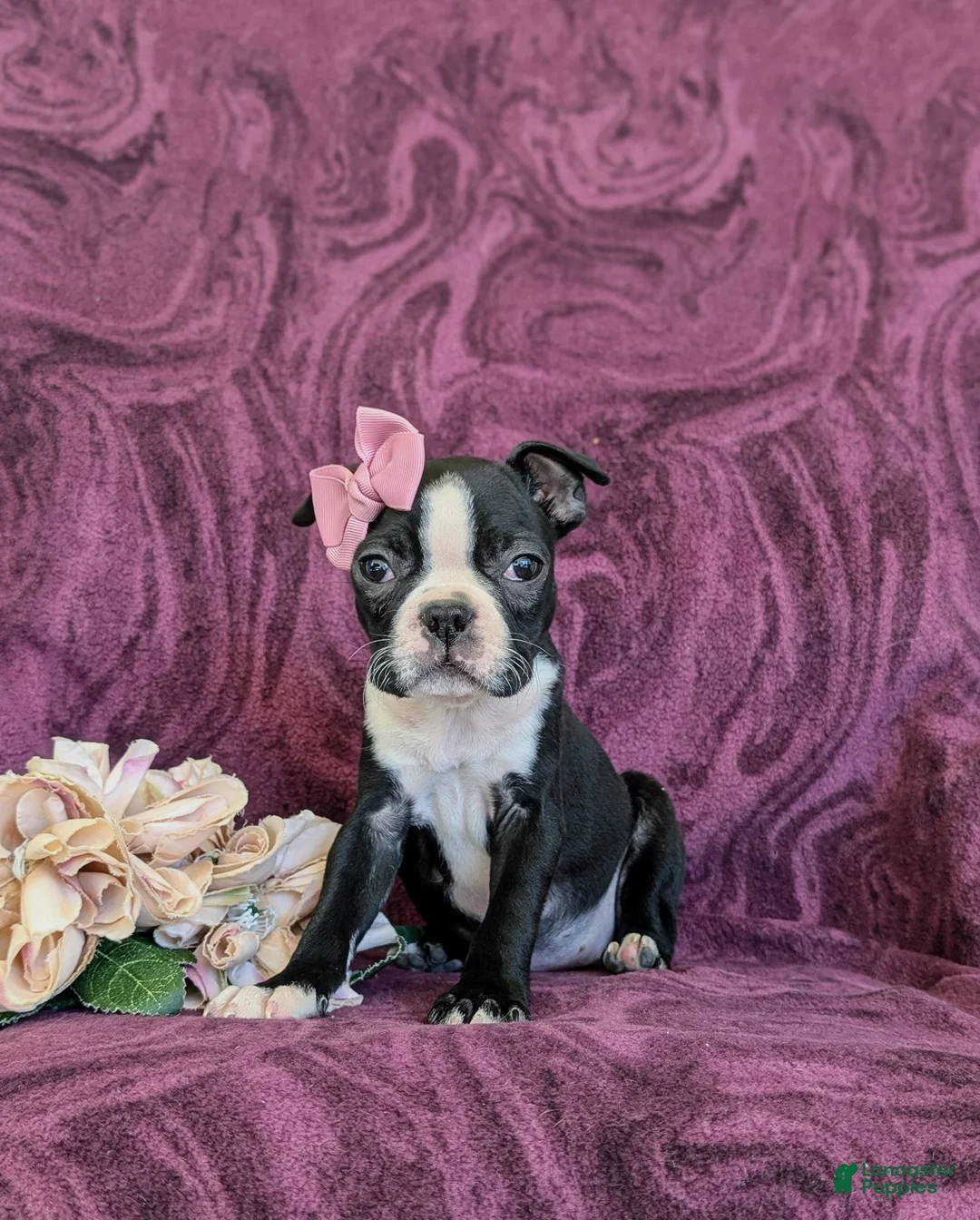 Boston Terrier dogs for sale: Samantha - Ad 1