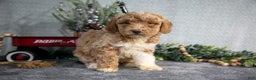Miniature Poodle dogs for sale: Sarah - Ad 3