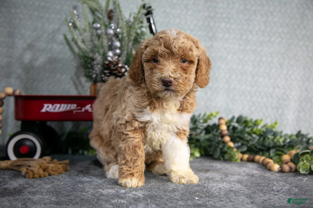 Miniature Poodle dogs for sale: Sarah - Ad 3